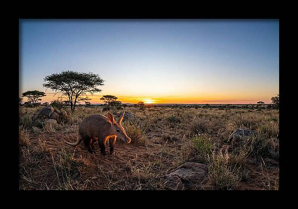 African Aardvark At Dusk