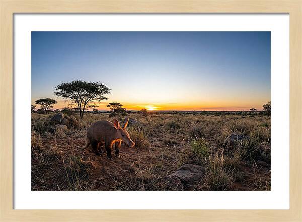 African Aardvark At Dusk