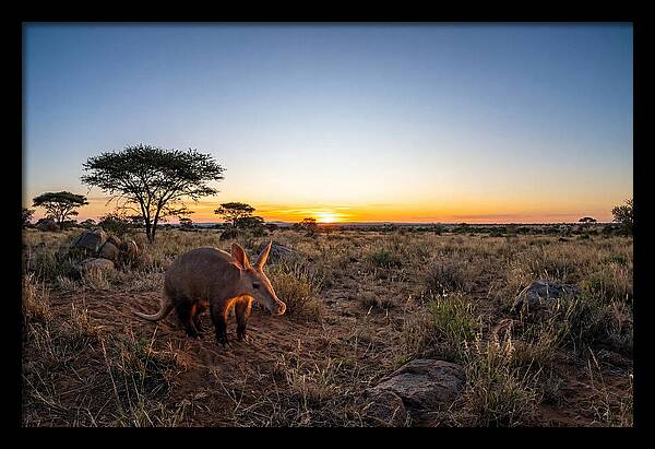 African Aardvark At Dusk