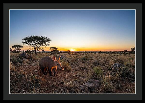 African Aardvark At Dusk