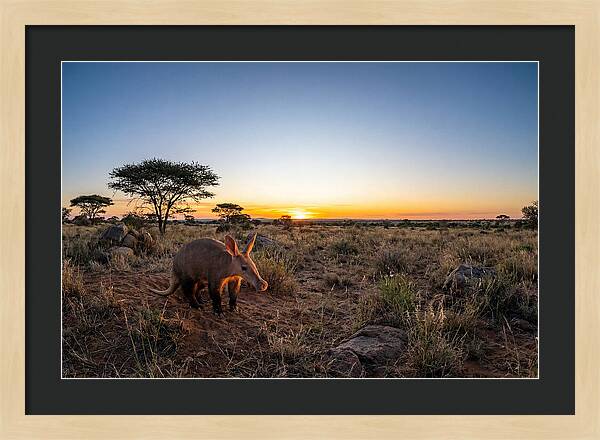 African Aardvark At Dusk