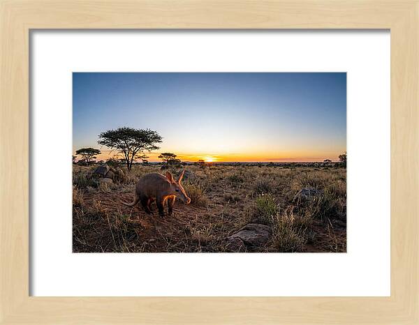 African Aardvark At Dusk