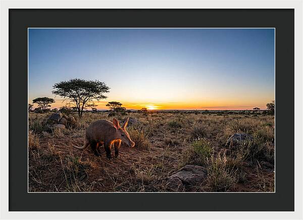 African Aardvark At Dusk