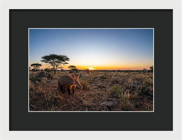 African Aardvark At Dusk