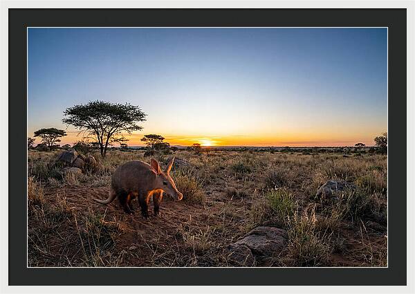 African Aardvark At Dusk