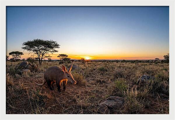African Aardvark At Dusk
