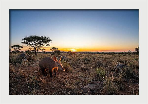 African Aardvark At Dusk