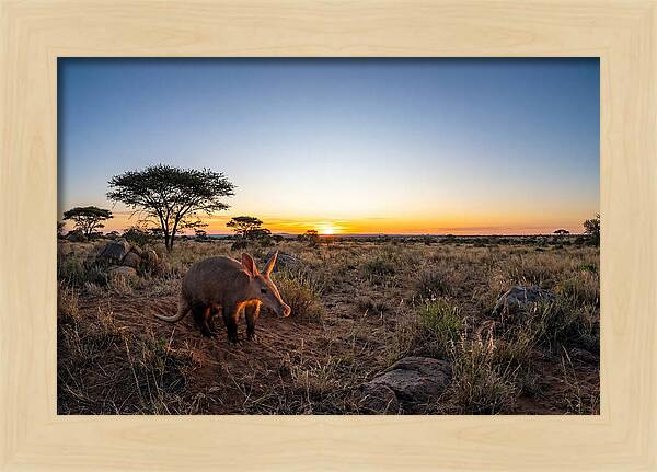 African Aardvark At Dusk