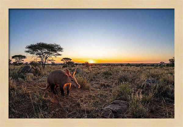 African Aardvark At Dusk