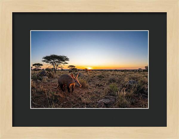 African Aardvark At Dusk
