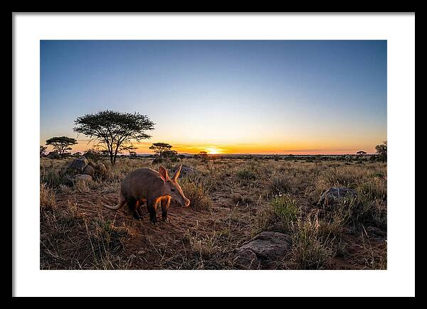 African Aardvark At Dusk