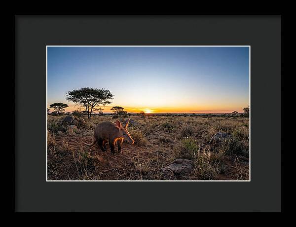 African Aardvark At Dusk