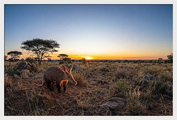 African Aardvark At Dusk