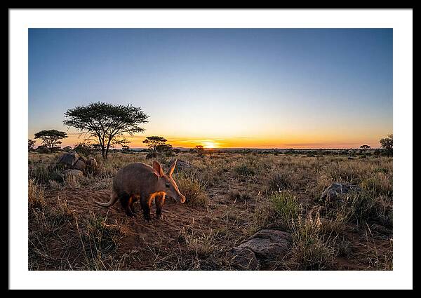African Aardvark At Dusk