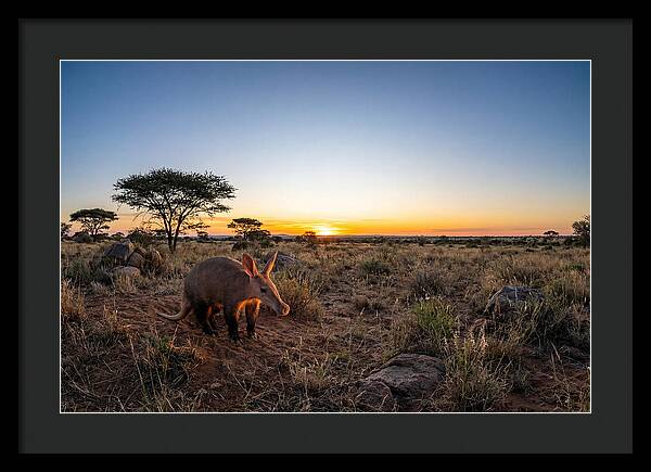 African Aardvark At Dusk