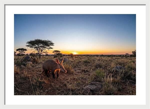 African Aardvark At Dusk
