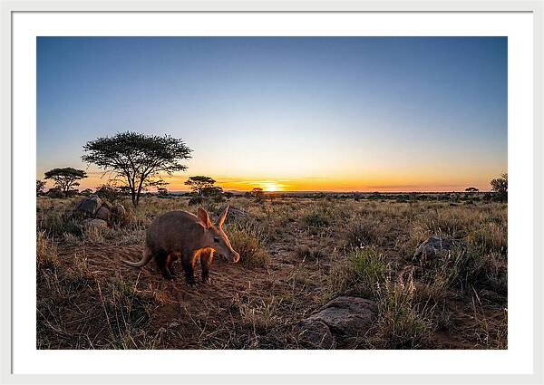 African Aardvark At Dusk