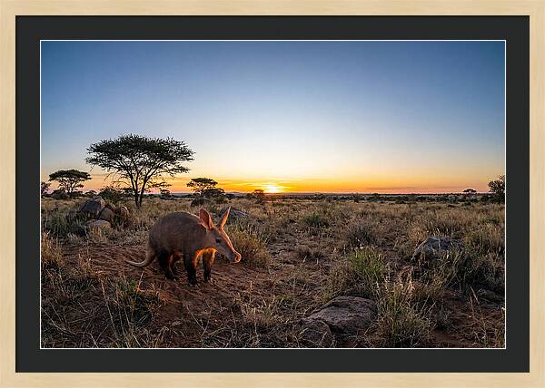 African Aardvark At Dusk