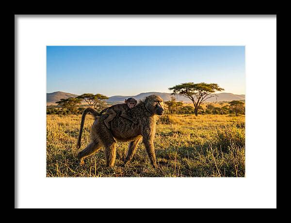 African Baboon Maternal Care