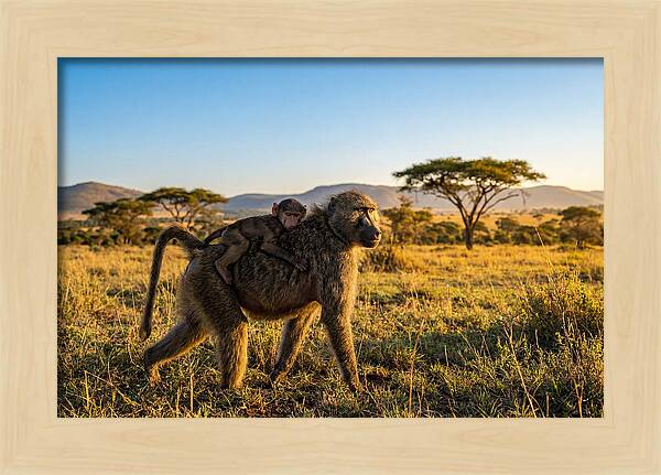 African Baboon Maternal Care
