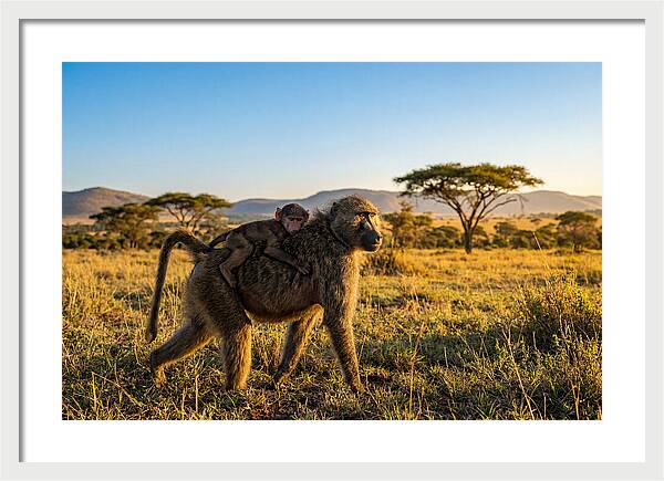 African Baboon Maternal Care