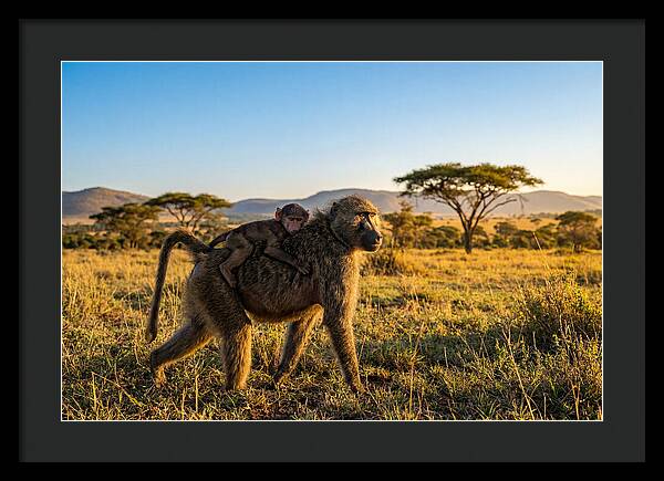 African Baboon Maternal Care