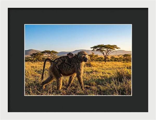 African Baboon Maternal Care