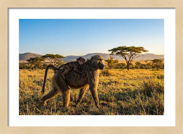 African Baboon Maternal Care