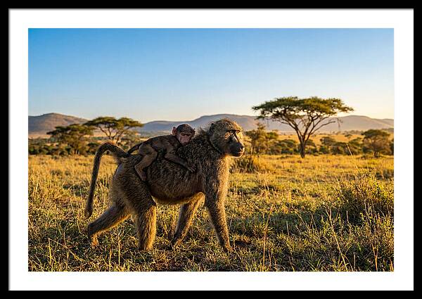 African Baboon Maternal Care