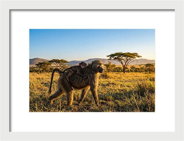 African Baboon Maternal Care