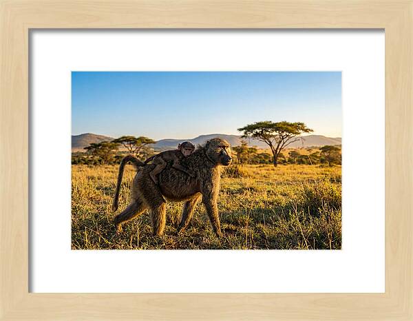 African Baboon Maternal Care