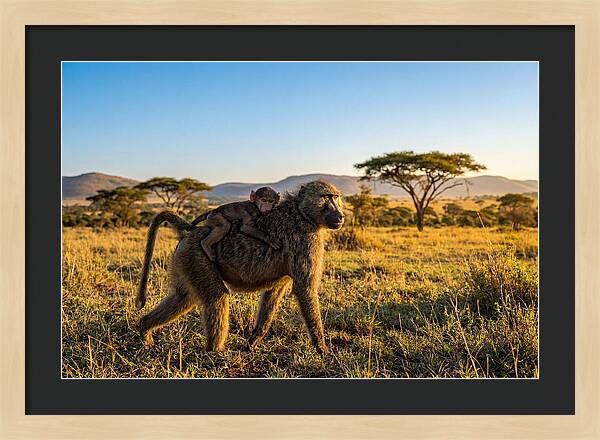 African Baboon Maternal Care