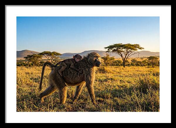 African Baboon Maternal Care