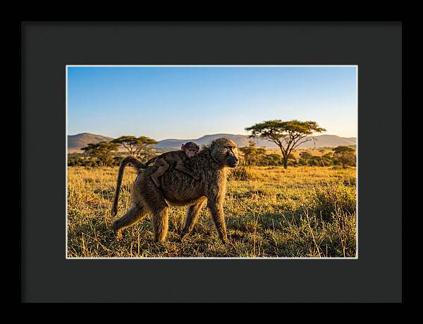 African Baboon Maternal Care