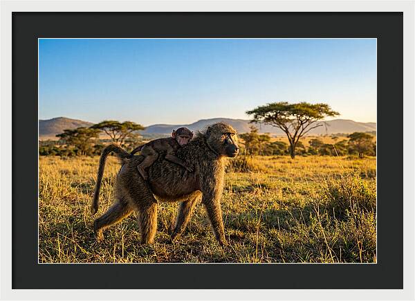 African Baboon Maternal Care