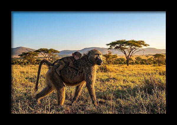 African Baboon Maternal Care