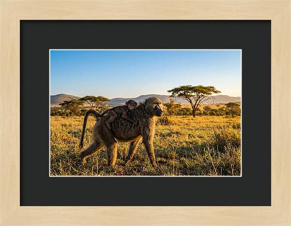African Baboon Maternal Care