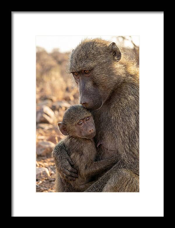 African Baboon Mother With Baby