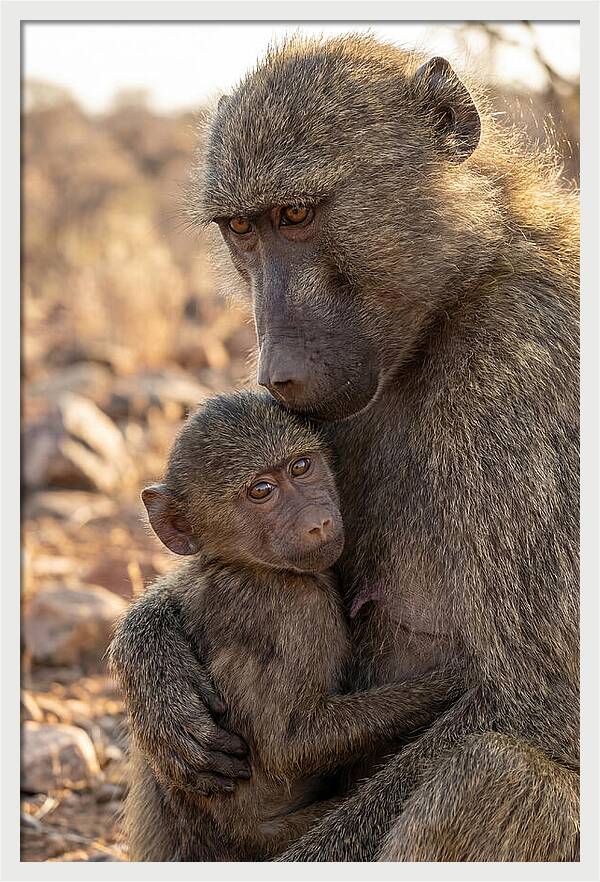 African Baboon Mother With Baby