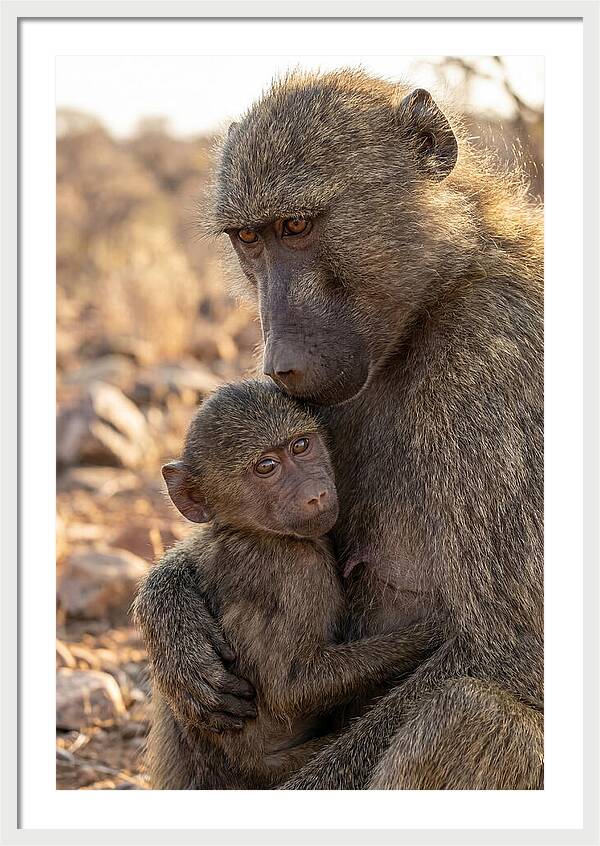 African Baboon Mother With Baby