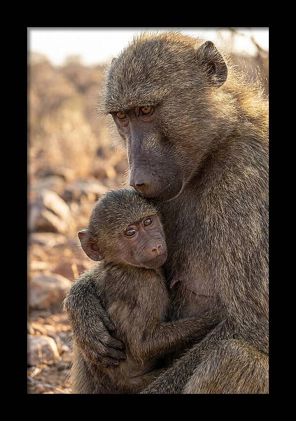 African Baboon Mother With Baby