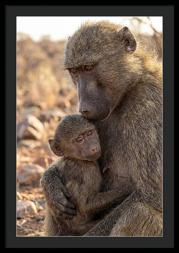 African Baboon Mother With Baby
