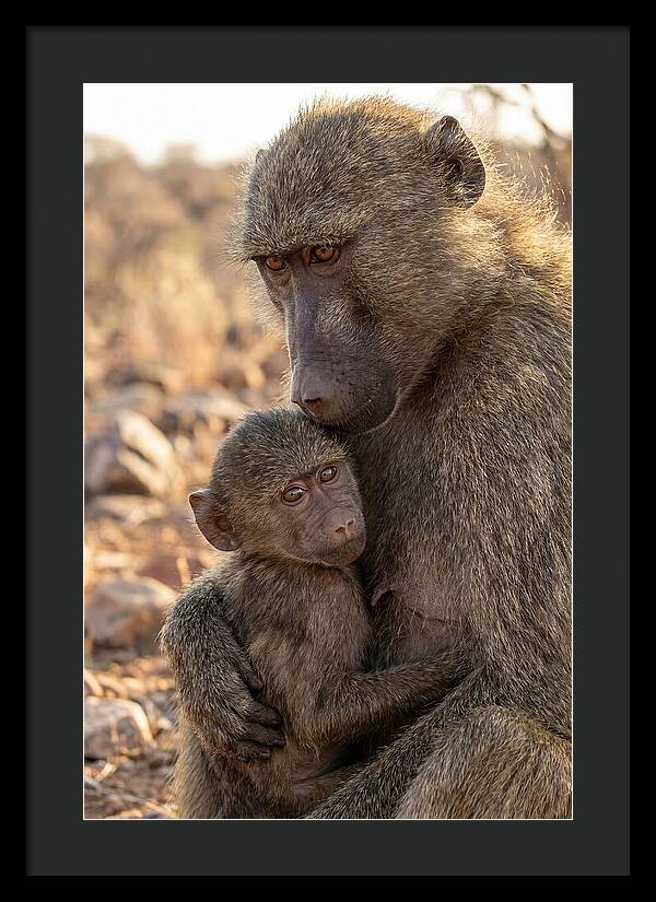 African Baboon Mother With Baby