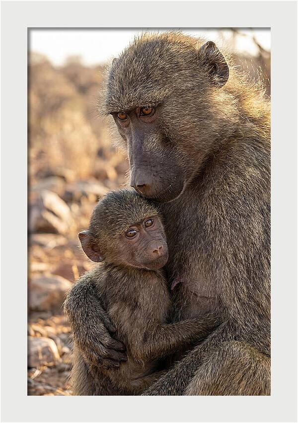 African Baboon Mother With Baby