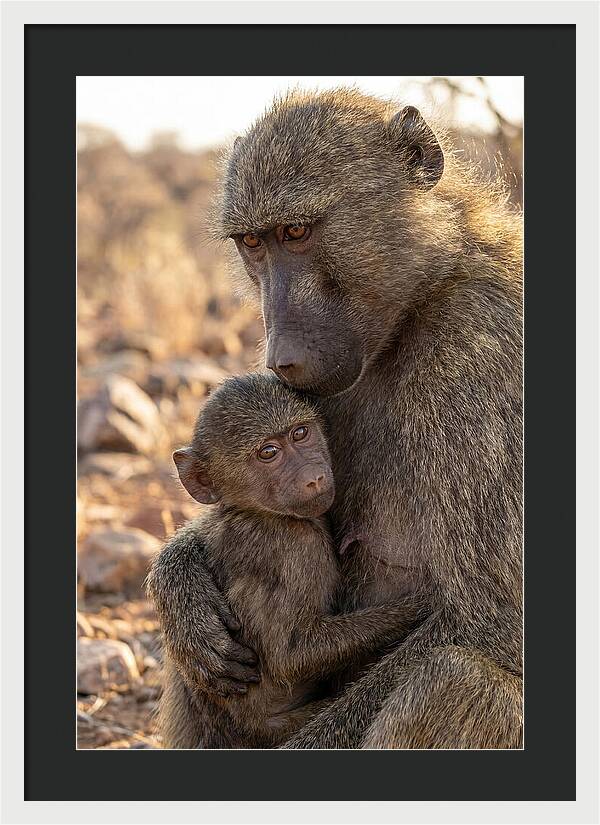 African Baboon Mother With Baby