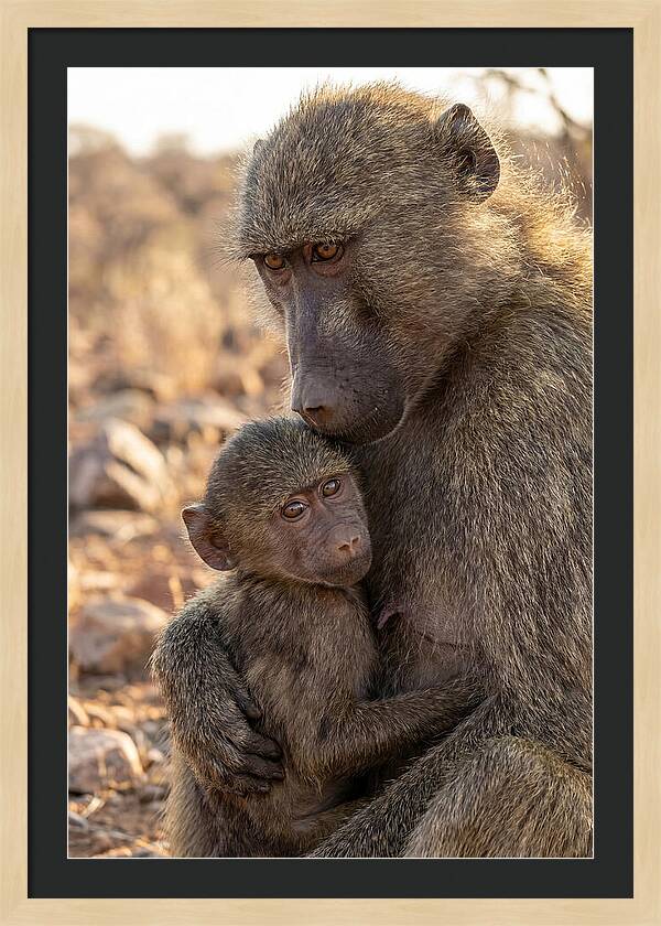 African Baboon Mother With Baby