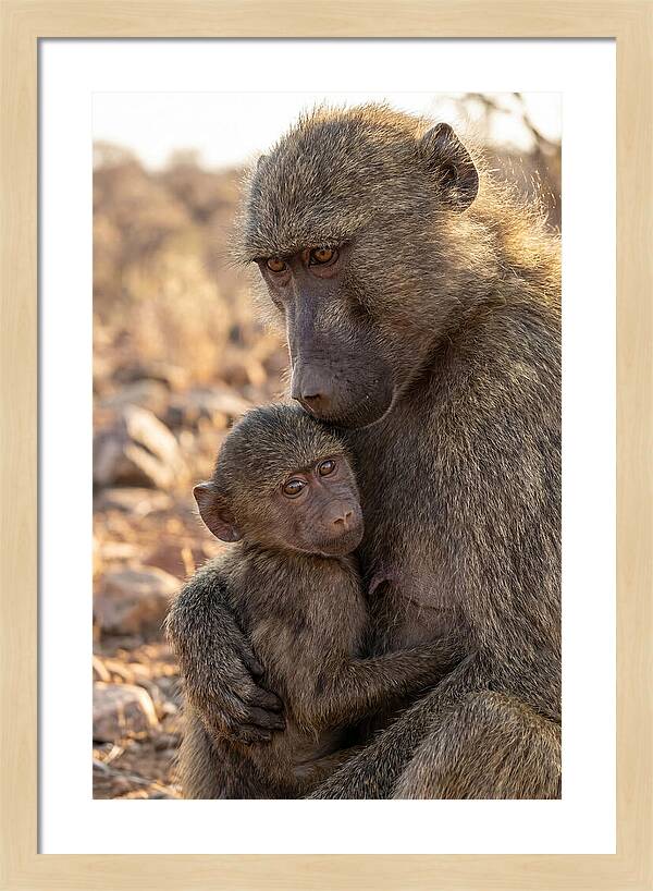African Baboon Mother With Baby