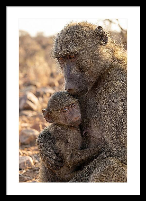 African Baboon Mother With Baby
