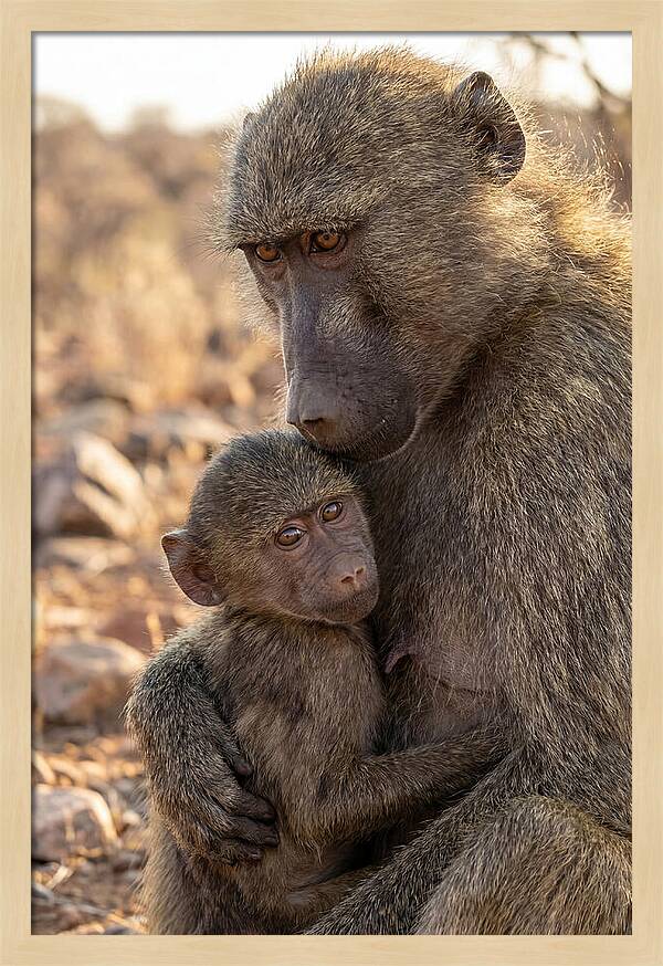 African Baboon Mother With Baby