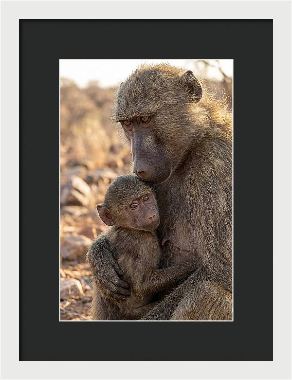 African Baboon Mother With Baby